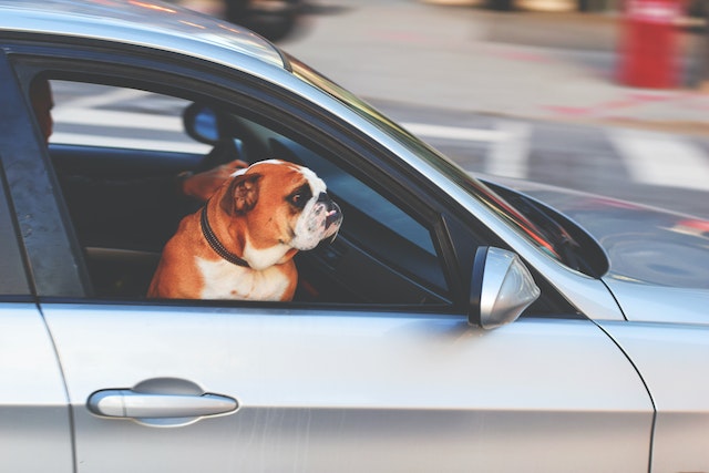 Regras para viajar com cachorro de carro